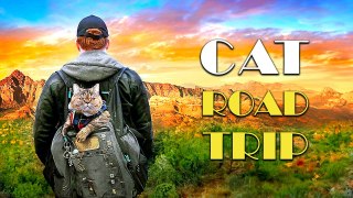 Cat Road Trip | Documentaire Complet en VOSTFR | Émotions