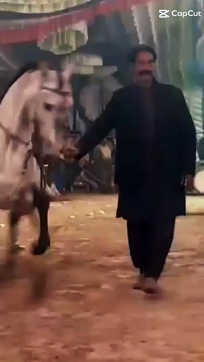 Amazing Horse Dance
