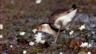 Australian Birds