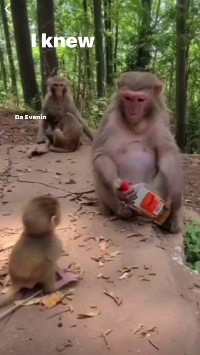 Monkey Funny Videos 