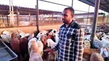 Bakra Mandi in MADINAHAJJ 2024 Updates, Eid al Adha in Madina Saudi Arabia - zubair riaz