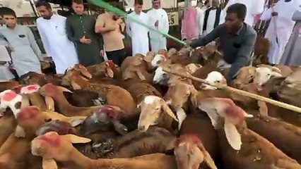 Download Video: Bakra Mandi in MAKKAH   HAJJ 2024, Eid al Adha in Makkah Saudi Arabia- Zubair Riaz