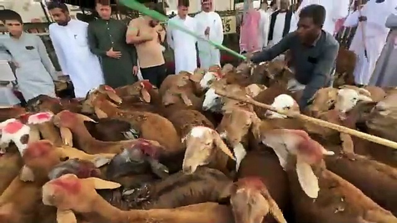 Bakra Mandi in MAKKAH   HAJJ 2024, Eid al Adha in Makkah Saudi Arabia- Zubair Riaz