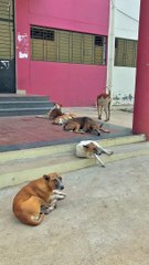 Dogs VS Boys Funny Videos 