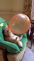 A cat is filling a balloon very funny video