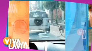 Captan a mujer abandonando a su perro en plena carretera