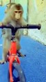 funny monkeys _ manki comedy video _ cycle chalata bandar _ monky cycling _ 100 M views _shorts(720P_HD)