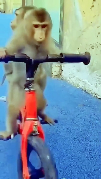 funny monkeys _ manki comedy video _ cycle chalata bandar _ monky cycling _ 100 M views _shorts(720P_HD)