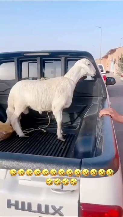 Bakra prade karty howy