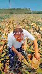 Qurbani ka ghost Islamic video