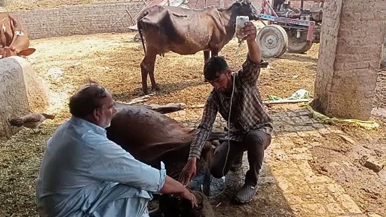 cow treatment
