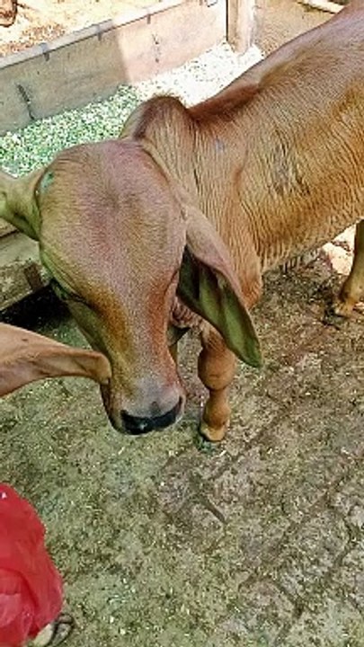 Beautiful calf