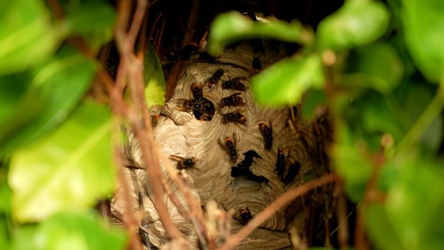 Frelons, nuisibles : les pros de l'éradication