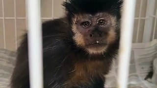 Macaco-prego atropelado em Douradina é socorrido e encaminhado ao IAT de Umuarama