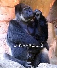 Halat kese sahi ho gy