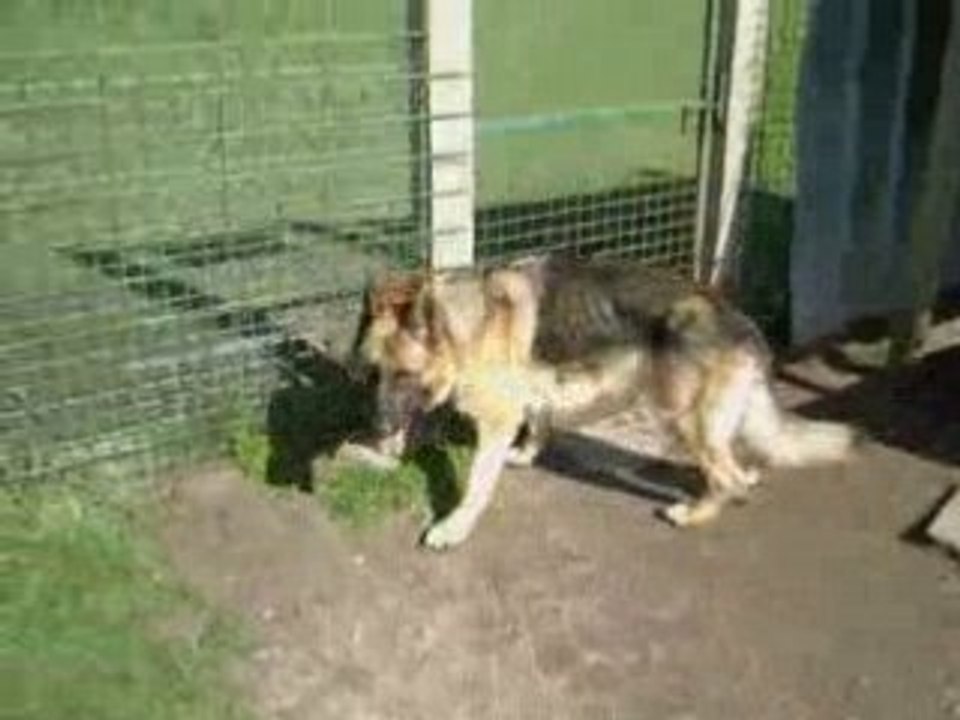 Valco, magnifique berger allemand