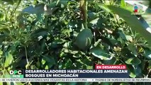 Michoacán lucha contra la tala de árboles