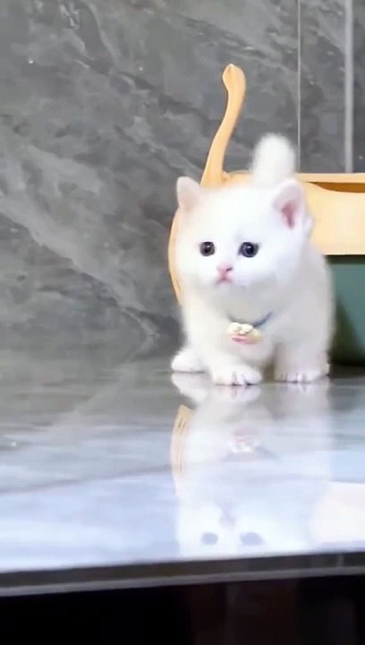 lover animal