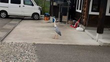 Crane 20240519