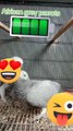 African grey parrot