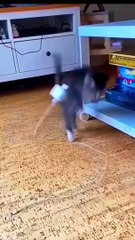 Funny_Cute_Cat_Videos_2023_#shorts_#youtubeshorts_#ytshorts_@boxtoxtv_@awwanimals_‎@Animals.House. (720p)