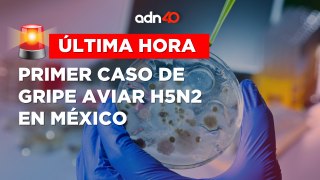¡Última Hora! Primer muerte por gripe aviar H5N2 en México, anuncia la OMS