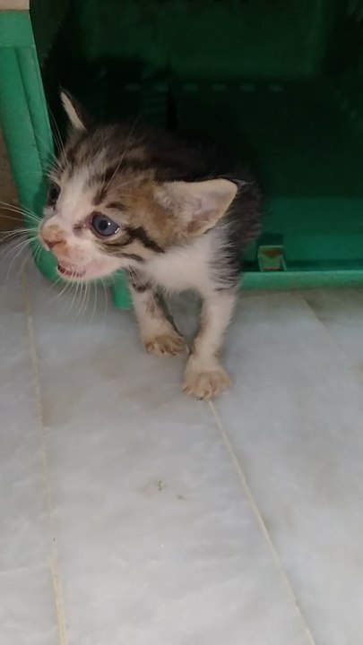 rescue Orphan Kitten