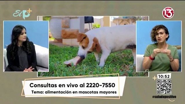 Entrevista - Alimentación para mascotas mayores
