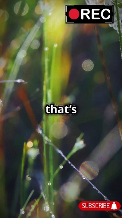 Giant, ‘flying’ Joro spiders expanding in East Coast What is a Joro spider?