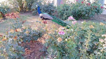 الطاووس الحمام الشاكور الدجاج كل الطيور الجميلة في هذا الفيديو