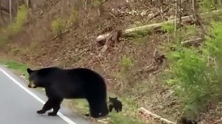 Rencontre inattendue avec une ourse et ses deux petits en Caroline du Nord !