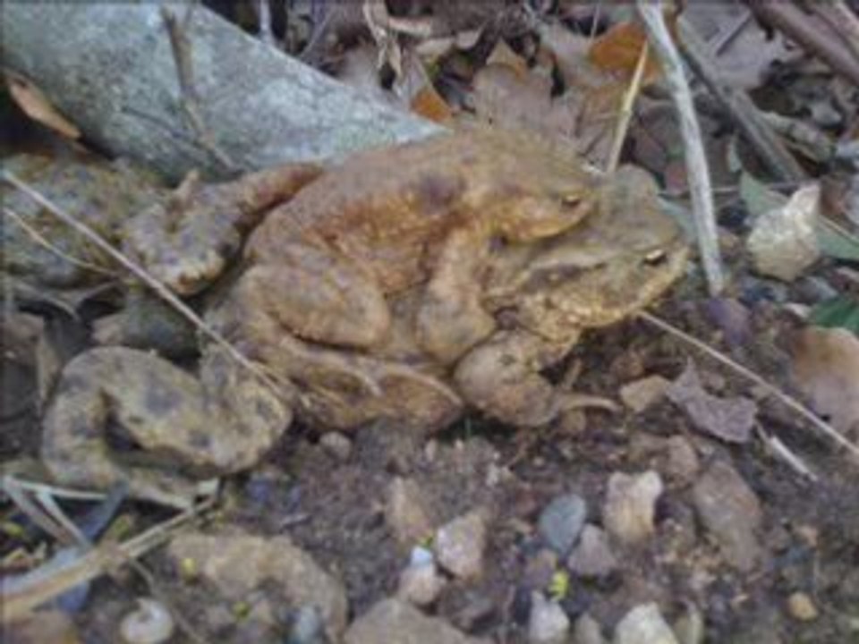 Le Roi Grenouille Grimm