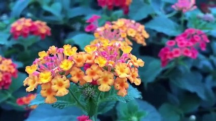 Muhammad Hussain Make Omelette| Enjoy Beautiful Nature | Cooking With Chef Chef Faizan.