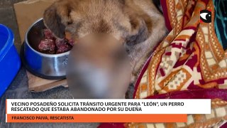 Vecino posadeño solicita tránsito urgente para León, un perro rescatado que estaba abandonado por su dueña
