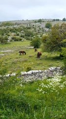Spain Hourse