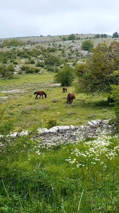 Spain Hourse