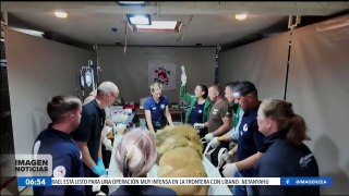 Veterinarios atienden a dos osos y un león que fueron rescatados en Kosovo