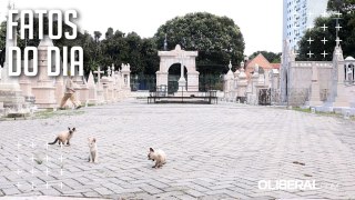 Parque Cemitério da Soledade abriga mais de 50 animais, muitos abandonados