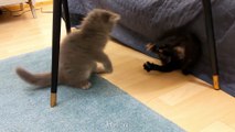 Cute Kitten Power Struggle  Who Will Win❓