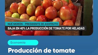 Producción de tomate en los valles cayó un 40%