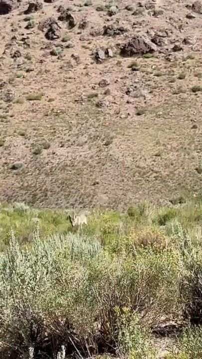 hunting with dogs