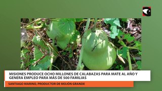 Misiones produce ocho millones de calabazas para mate al año y genera empleo para más de 500 familias