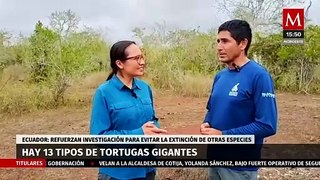 Realizan censo de tortugas gigantes en Islas Galápagos en Ecuador