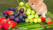 Rabbit eating fruit