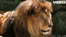 The beauty and wonder of lions in the wild