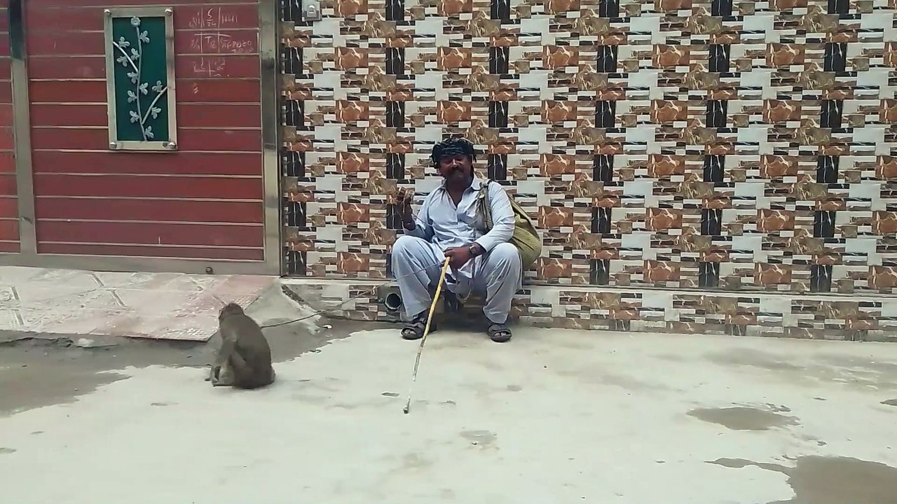 Amazing Funny Monkey Performance