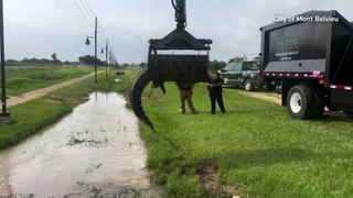 Alligator pulled from ditch with a grapple truck in Texas