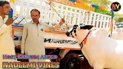 Fateh jangi bulls eid collection 2024/new mandi update video 2024/new mandi vlog video 2024