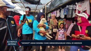 Momot Anak Domba yang Menggemaskan Viral di Medsos