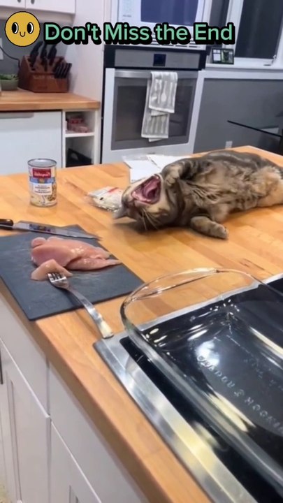 Cat Vs dog funny video 